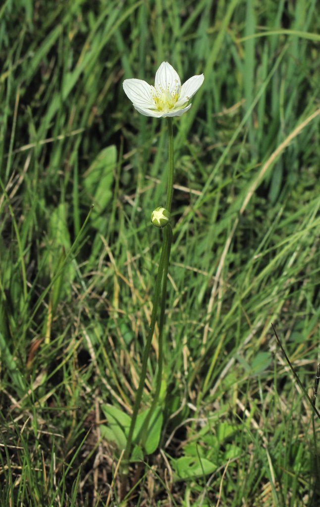 Parnassia palustris